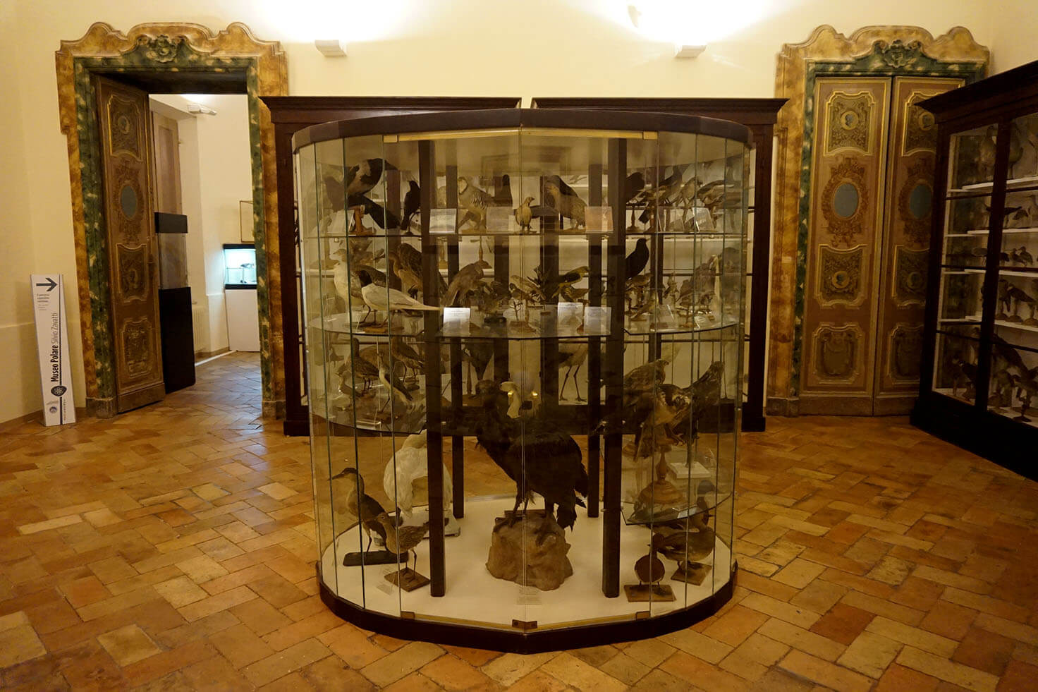 Tommaso Salvadori Museum of Natural Sciences